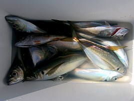 25センチが小さく見える!! ビシアジはこうでなくっちゃね！