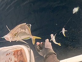 数釣りシーズンのはずが大苦戦。夕マヅメ勝負でカイワリ8匹