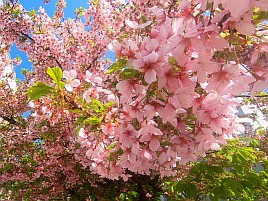 数釣りシーズンのはずが大苦戦。夕マヅメ勝負でカイワリ8匹