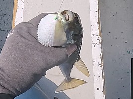 数釣りシーズンのはずが大苦戦。夕マヅメ勝負でカイワリ8匹