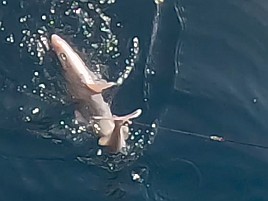 数釣りシーズンのはずが大苦戦。夕マヅメ勝負でカイワリ8匹