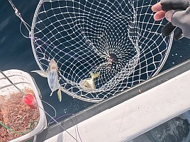 数釣りシーズンのはずが大苦戦。夕マヅメ勝負でカイワリ8匹