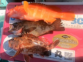 イワシメバル人生4戦目はいきなりメバルで最後にアカハタ