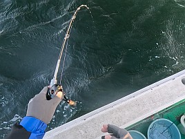 イワシメバル人生4戦目はいきなりメバルで最後にアカハタ