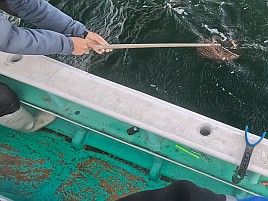 イワシメバル人生4戦目はいきなりメバルで最後にアカハタ