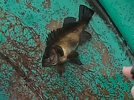 イワシメバル人生4戦目はいきなりメバルで最後にアカハタ