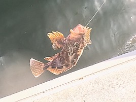 イワシメバル人生4戦目はいきなりメバルで最後にアカハタ