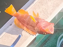 イワシメバル人生4戦目はいきなりメバルで最後にアカハタ