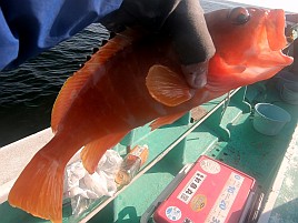 イワシメバル人生4戦目はいきなりメバルで最後にアカハタ