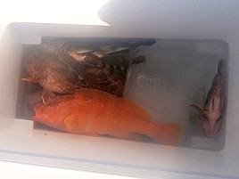 イワシメバル人生4戦目はいきなりメバルで最後にアカハタ