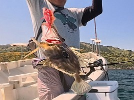 釣況悪いとは分かっていたが30カ月ぶりのカイワリボウズ!!!