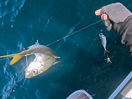釣況悪いとは分かっていたが30カ月ぶりのカイワリボウズ!!!
