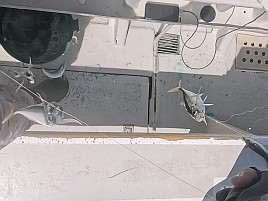 釣況悪いとは分かっていたが30カ月ぶりのカイワリボウズ!!!