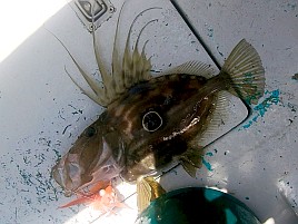 釣況悪いとは分かっていたが30カ月ぶりのカイワリボウズ!!!