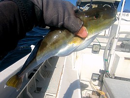 釣況悪いとは分かっていたが30カ月ぶりのカイワリボウズ!!!