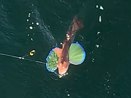 釣況悪いとは分かっていたが30カ月ぶりのカイワリボウズ!!!