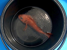 稲取沖アカムツチャレンジはチ～～～～～～～～～～～ン！