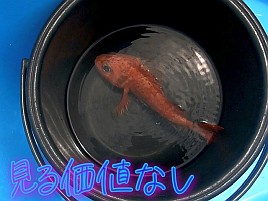 【動画】最近旨いお酒を呑めてないなぁとひしひしと感じる