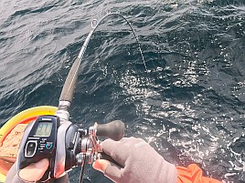 1投目でアカイサキ、2投目でマハタ…沖の瀬ウィリーすげぇ!!