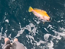 1投目でアカイサキ、2投目でマハタ…沖の瀬ウィリーすげぇ!!