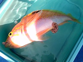 1投目でアカイサキ、2投目でマハタ…沖の瀬ウィリーすげぇ!!