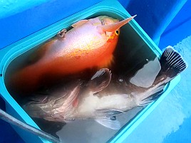 1投目でアカイサキ、2投目でマハタ…沖の瀬ウィリーすげぇ!!