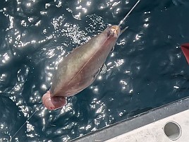 1投目でアカイサキ、2投目でマハタ…沖の瀬ウィリーすげぇ!!