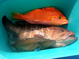 1投目でアカイサキ、2投目でマハタ…沖の瀬ウィリーすげぇ!!