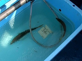バラシまくって悶絶するもLTアジと和彦丸は裏切らず41匹!!