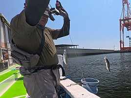バラシまくって悶絶するもLTアジと和彦丸は裏切らず41匹!!