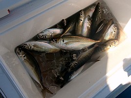 バラシまくって悶絶するもLTアジと和彦丸は裏切らず41匹!!