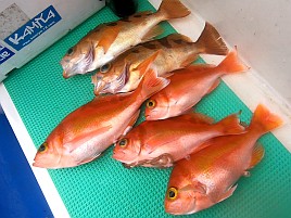洲崎沖は聞いてないよ~な時化と速潮でイサキ釣れずチーン