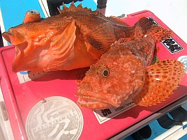 1投目で呆気なく極鋭MGオニカサゴ入魂成功。でもそれっきり