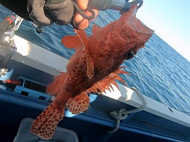 1投目で呆気なく極鋭MGオニカサゴ入魂成功。でもそれっきり