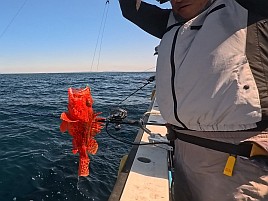 1投目で呆気なく極鋭MGオニカサゴ入魂成功。でもそれっきり