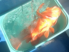1投目で呆気なく極鋭MGオニカサゴ入魂成功。でもそれっきり