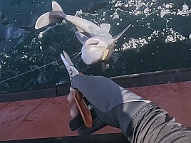 1投目で呆気なく極鋭MGオニカサゴ入魂成功。でもそれっきり