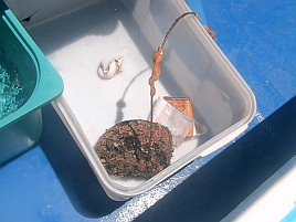 1投目で呆気なく極鋭MGオニカサゴ入魂成功。でもそれっきり