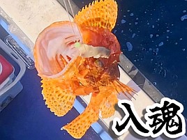 【動画】珍しく肝心なとこは撮れたからいいんだけどさ～w