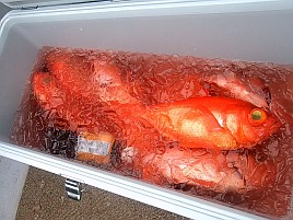張りながら伸ばすに苦戦し新島旨キンメは7匹でそれなり!?