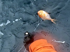 張りながら伸ばすに苦戦し新島旨キンメは7匹でそれなり!?