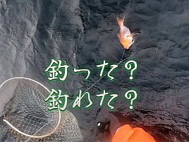 【動画】キンメ釣りは海面下で何が起きているか完全に不明