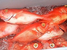新島旨キンメの千里の道も一歩からにして五里霧中な備忘録