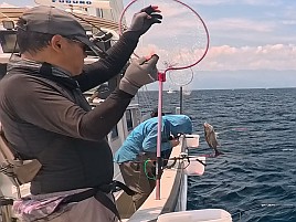 初島沖イサキ入れパク♪ カイワリは渋めながらも型良し5匹