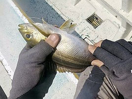 初島沖イサキ入れパク♪ カイワリは渋めながらも型良し5匹