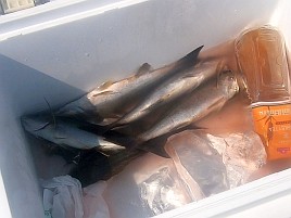 初島沖イサキ入れパク♪ カイワリは渋めながらも型良し5匹