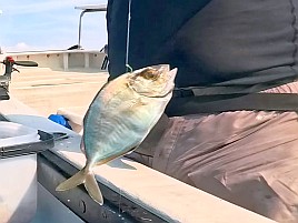 初島沖イサキ入れパク♪ カイワリは渋めながらも型良し5匹