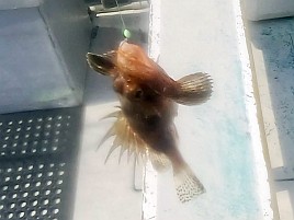 初島沖イサキ入れパク♪ カイワリは渋めながらも型良し5匹