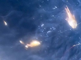 初島沖イサキ入れパク♪ カイワリは渋めながらも型良し5匹