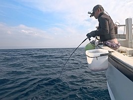 初島沖イサキ入れパク♪ カイワリは渋めながらも型良し5匹
